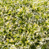 Arabis ferdinandi-coburgii Old Gold - Randjesbloem Old Gold - Vaste planten