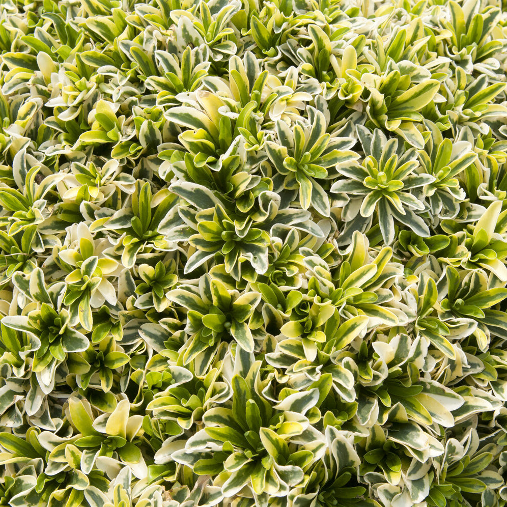 Arabis ferdinandi-coburgii Old Gold - Randjesbloem Old Gold - Vaste planten
