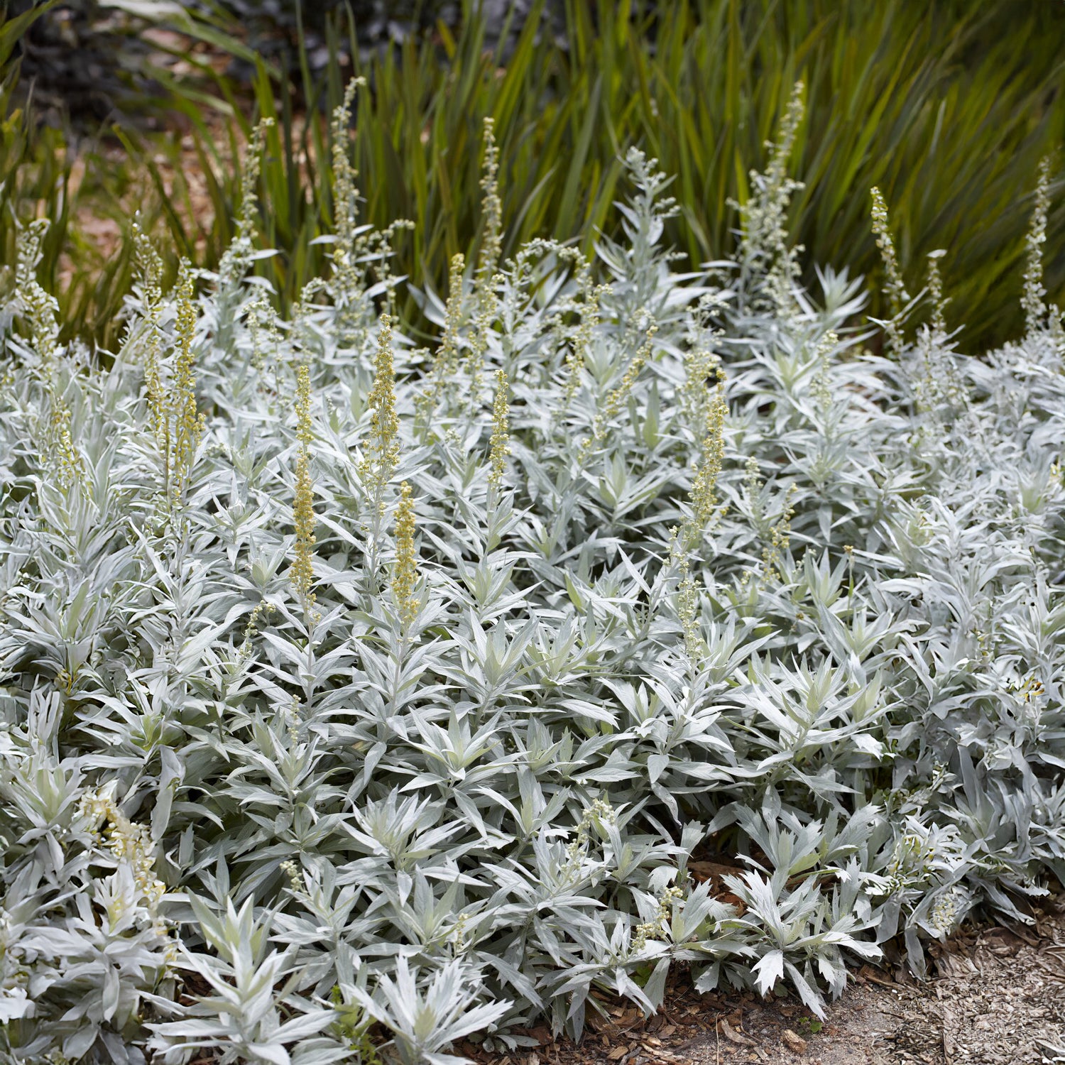 Artemisia ludoviciana valerie finnis - Bijvoet 'Valerie Finnis' - Alsem