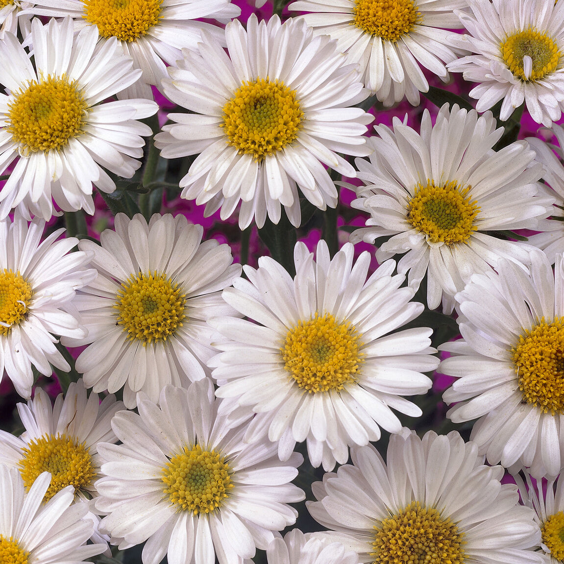 Alpinus Aster  Albus - Aster alpinus Albus - Bakker
