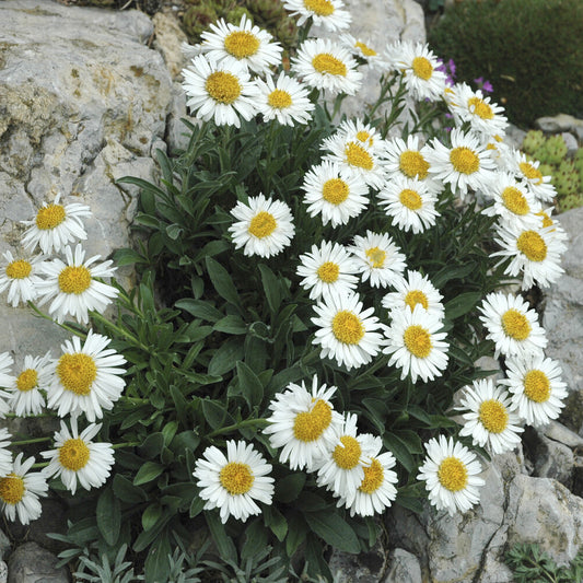 Alpinus Aster  Albus - Bakker