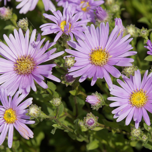 Aster Rosa Erfüllung Oeil de Christ (x3)