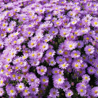 lage herfstaster  Herbstgruss vom Bresrhof - Aster dumosus Herbstgruss vom Bresserhof - Bakker