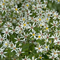 Aster divaricatus - Aster divariqué (x3) - Vaste planten