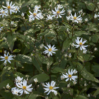 Aster divariqué (x3) - Aster divaricatus - Bakker