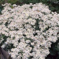 Vaste planten - Aster divariqué (x3) - Aster divaricatus