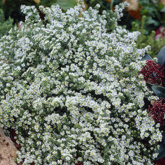 Aster Snowflurry - Bakker