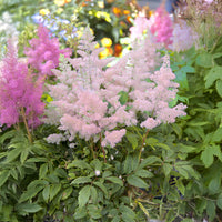 Astilbe japonica Europa - Pluimspirea 'Europa' - Bloeiende vaste planten
