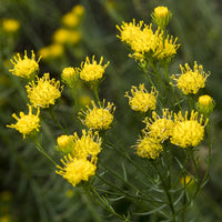 Kalkaster - Aster linosyris - Bakker