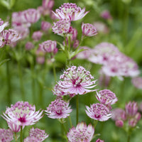 Zeeuws knoopje - Astrantia major - Bakker