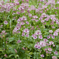 Astrantia major - Zeeuws knoopje - Vaste planten