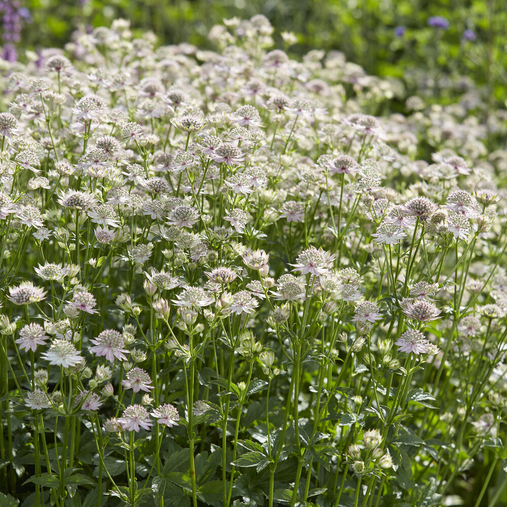 Zeeuws knoopje Florence - Astrantia major Florence - Bakker