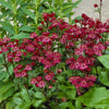 Zeeuws knoopje Ruby wedding - Bakker