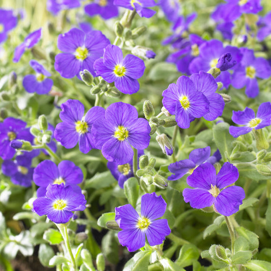 Randjesbloem / Blauwkussen Cascade Blue (x3)