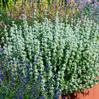 Verkoop Valse vuurwerkplant - Ballota pseudodictamnus