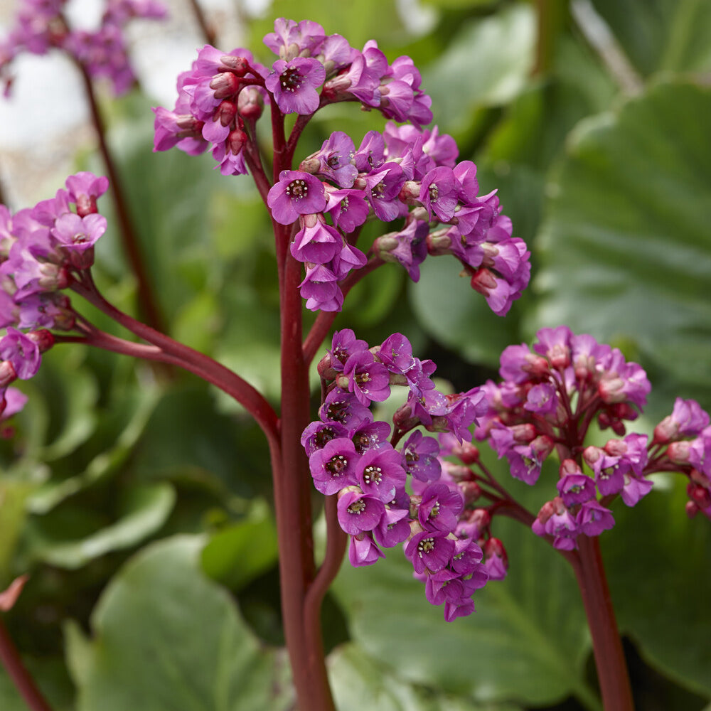 Bergenia