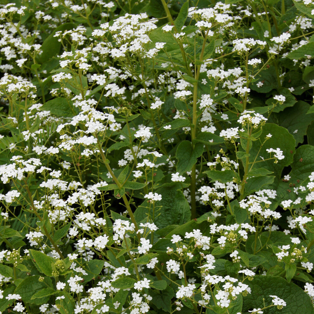 Kaukasische vergeet-mij-niet Betty Bowring - Brunnera macrophylla Betty Bowring - Bakker