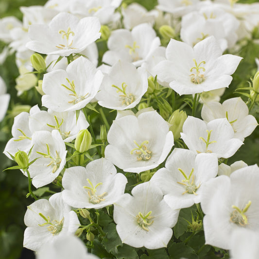 Klokjesbloem Weisse Clips - Bakker