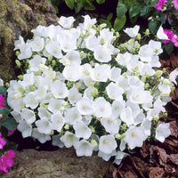 Campanula carpatica Weisse Clips - Klokjesbloems Weisse Clips (x3) - Klokjesbloem