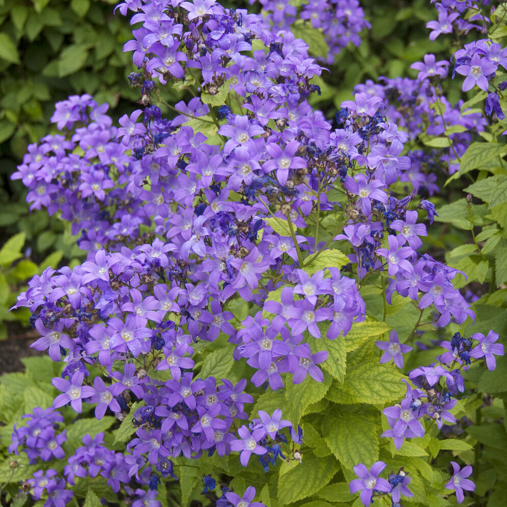 Klokjesbloem Prichards Variety - Bakker