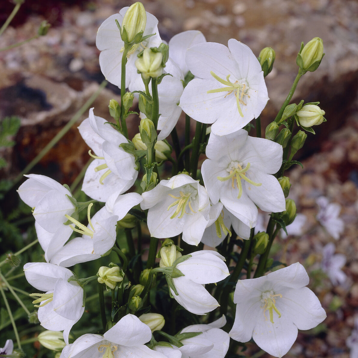 Klokjesbloem Alba - Bakker