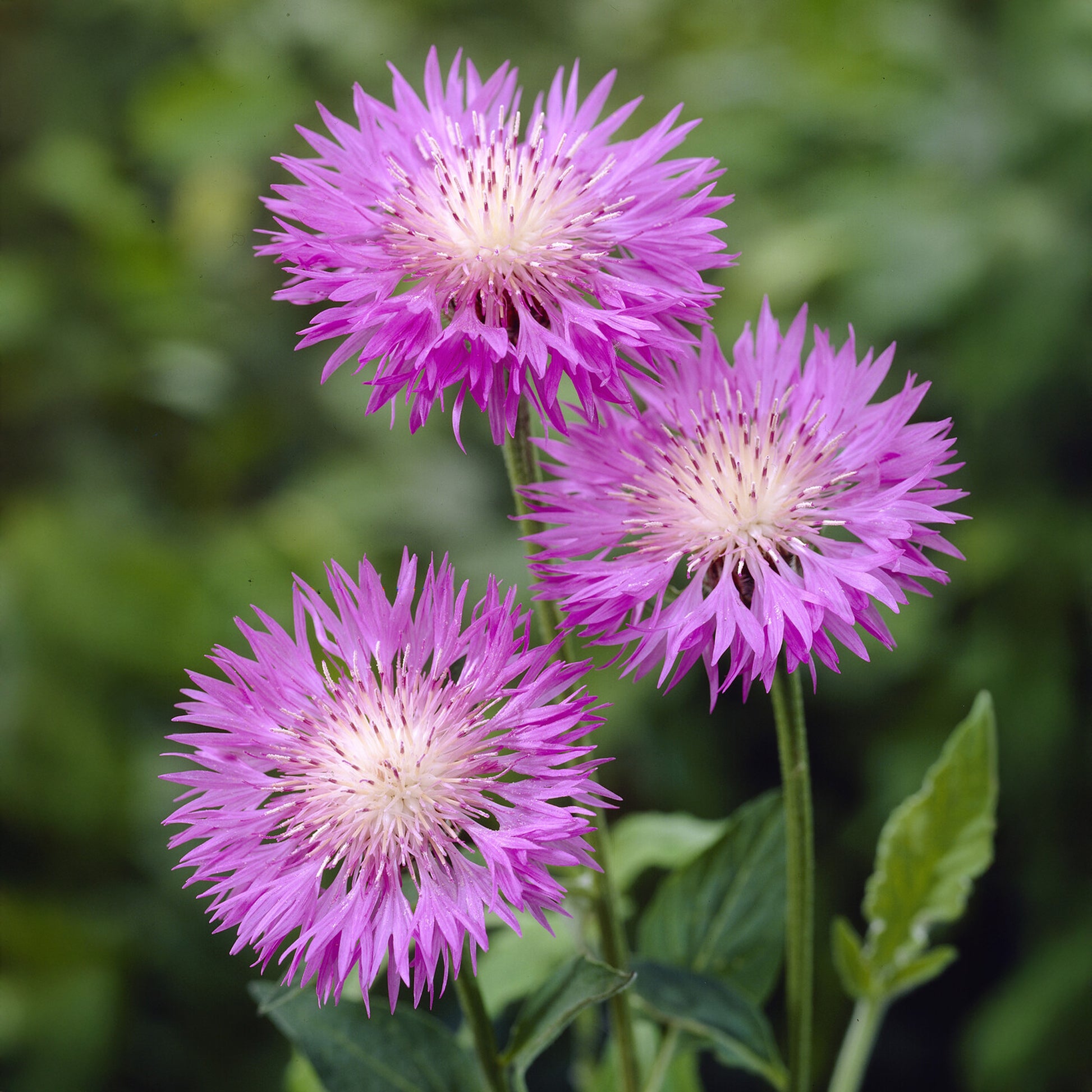 Centaurea hypoleuca 'John Coutts' / Korenbloem - Bakker