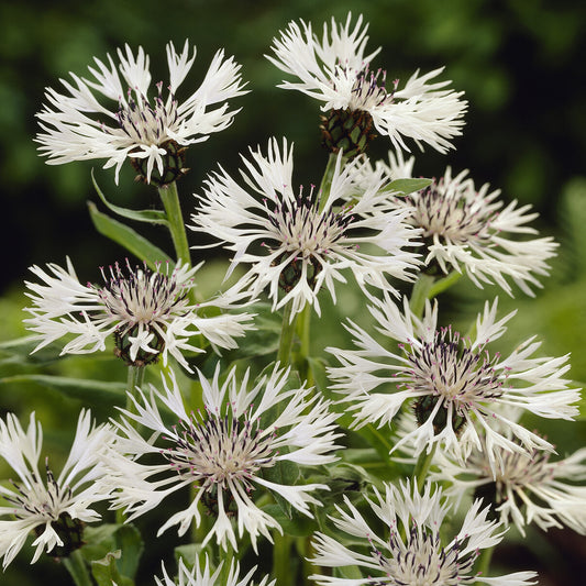 Korenbloem 'Alba' - Bakker