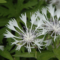 Korenbloem 'Alba' - Centaurea montana Alba - Bakker