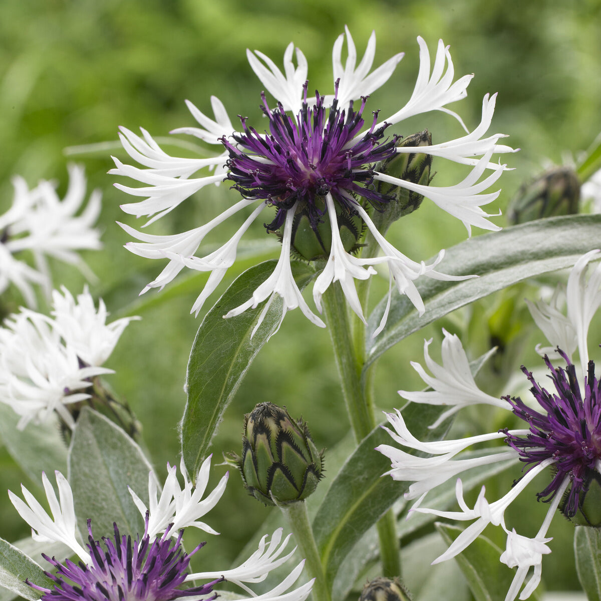 Centaurea montana - Bergcentaurie