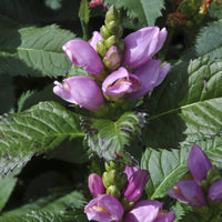 Schildpadbloem (x3) - Chelone obliqua - Bakker