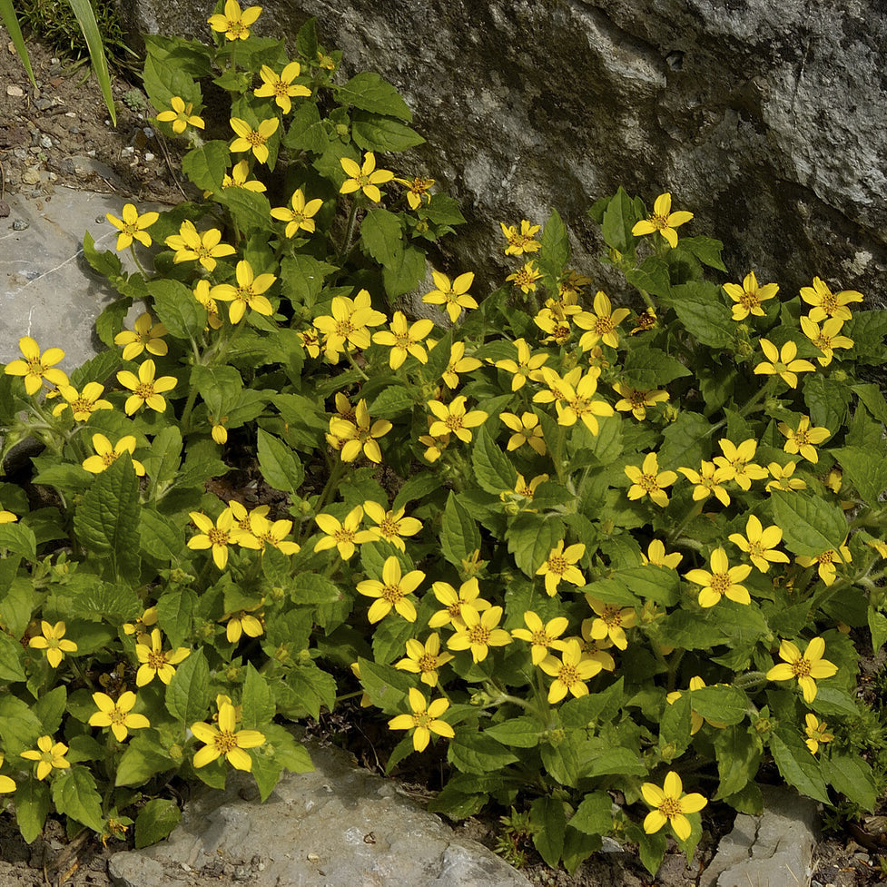 Gouden knoopjes - Chrysogonum