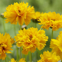 Coreopsis grandiflora Early Sunrise - Meisjesogen Early Sunrise (x3) - Bloeiende vaste planten