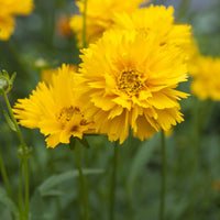 Meisjesogen Early Sunrise (x3) - Coreopsis grandiflora Early Sunrise - Bakker