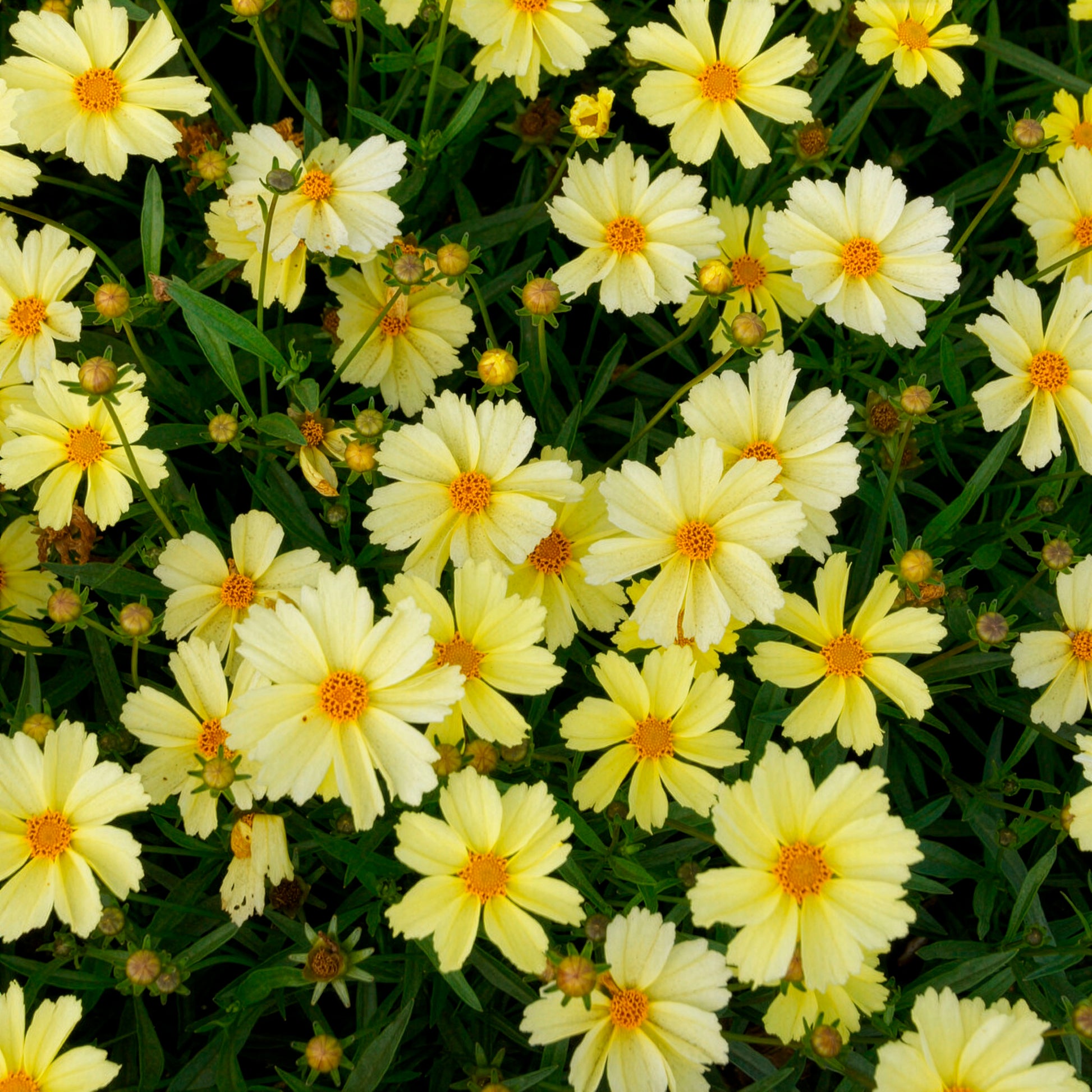 Meisjesogen 'Full Moon' - Coreopsis Full Moon - Bakker