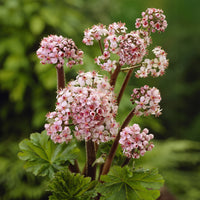 Schildblad - Darmera peltata - Bakker