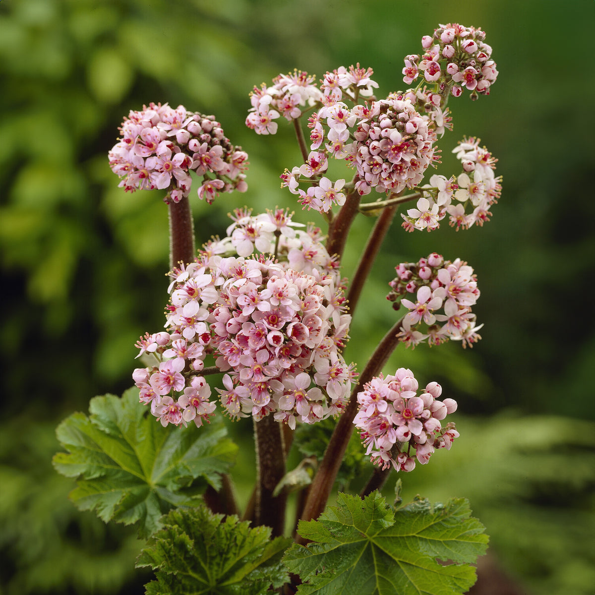 Schildblad - Darmera peltata - Bakker