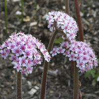 Darmera peltata - Schildblad - Bloeiende vaste planten