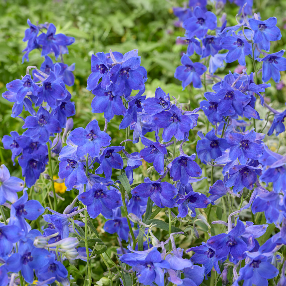 Ridderspoor Volkerfrieden - Delphinium ( belladonna group ) völkerfrieden - Bakker