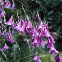 Vaste planten - Klokkengraslelie - Dierama pulcherrimum