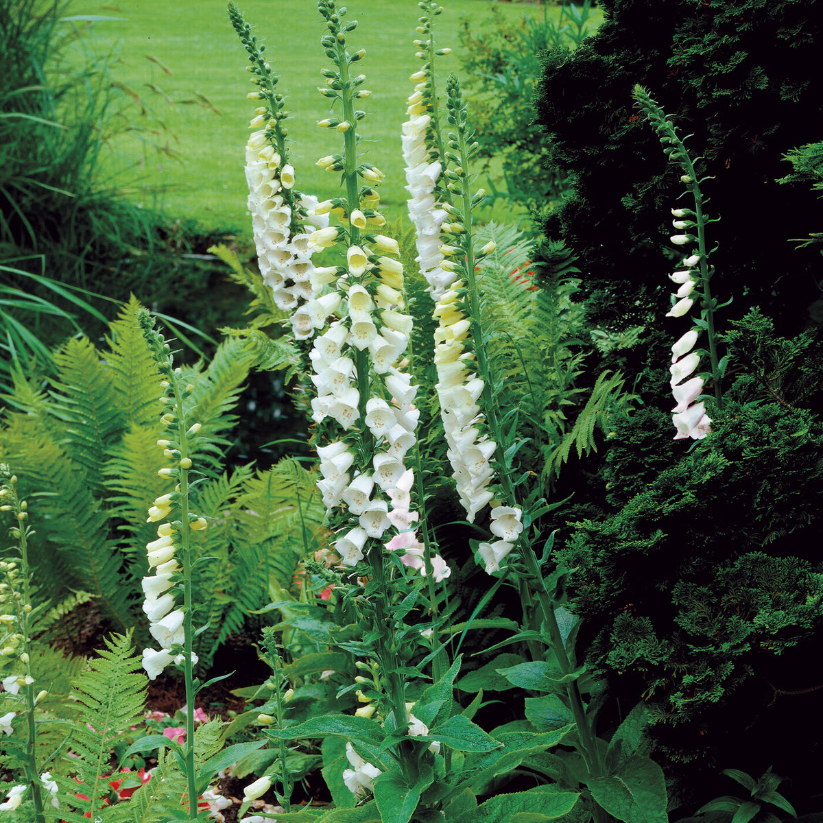 Wit vingerhoedskruid - Digitalis purpurea alba - Bakker