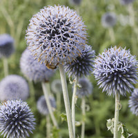 Kogeldistel Blue - Bakker