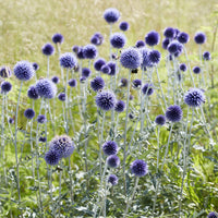 Kogeldistel Blue - Echinops ritro Veitch's Blue - Bakker