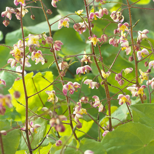 Elfenbloem pubigerum