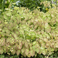 Elfenbloem Sulphureum - Epimedium versicolor Sulphureum - Bakker