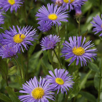 Fijnstraal Dunkelste Aller - Erigeron Dunkelste Aller - Bakker
