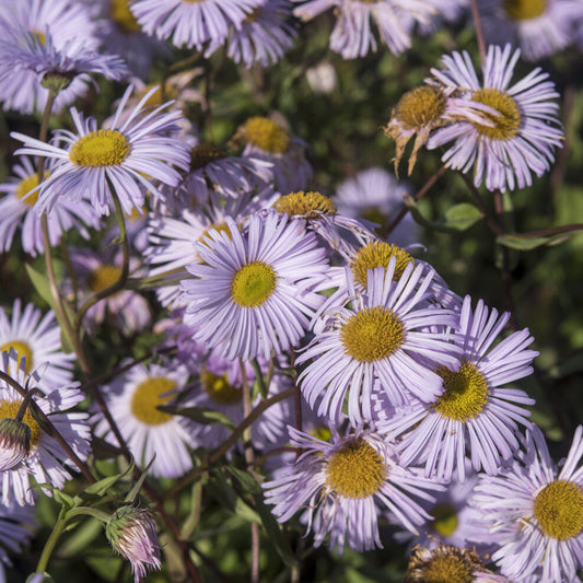 Fijnstraal / Erigeron 'Quakeress' - Bakker