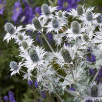 Eryngium giganteum - Kruisdistel - Vaste planten