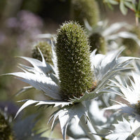 Vaste planten - Kruisdistel - Eryngium giganteum