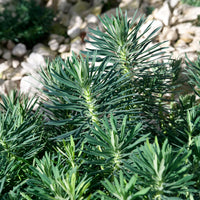 Wolfsmelk Blue Wonder - Euphorbia characias blue wonder - Bakker