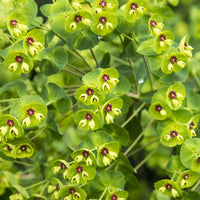 Wolfsmelk Martin - Euphorbia martinii - Bakker
